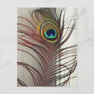 Ruhende Pfauenfeder Postkarte