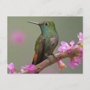 Ruhender Buffbell-Kolibri Postkarte
