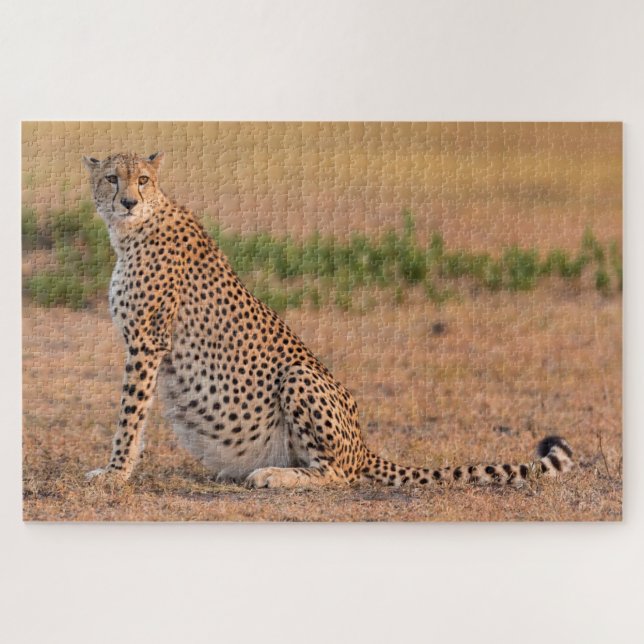 ruhender Gepard am frühen Morgen Puzzle (Horizontal)
