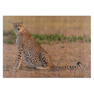 Ruhender Gepard am frühen Morgen Schneidebrett