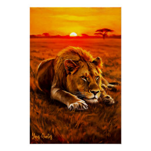 Ruhender männlicher Löwe in der goldenen Savanne Poster