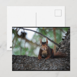 Ruhendes Rothörnchen Postkarte