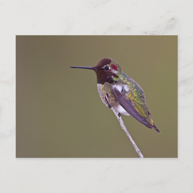 Ruhestand Postkarte (Vorderseite)