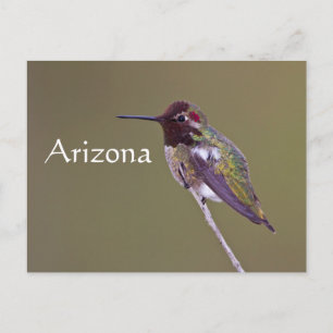 Ruhestand von Hummingbird, Arizona Postkarte