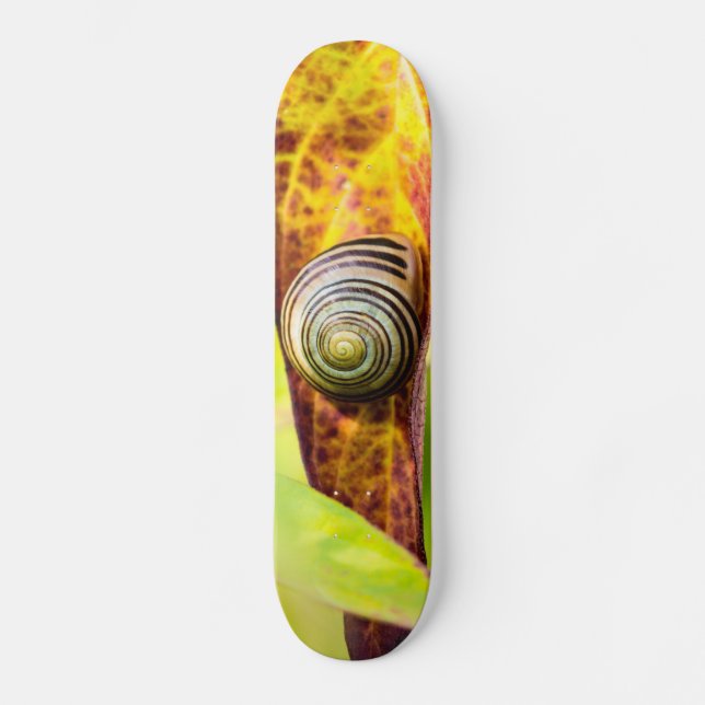 Ruhige Anschlusskateboard Skateboard (Vorderseite)