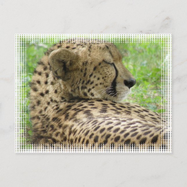 Ruhige Cheetah Postkarte (Vorderseite)