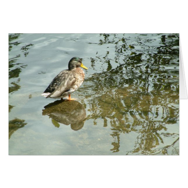 Ruhige Gewässer | (Vorderseite (Horizontal))