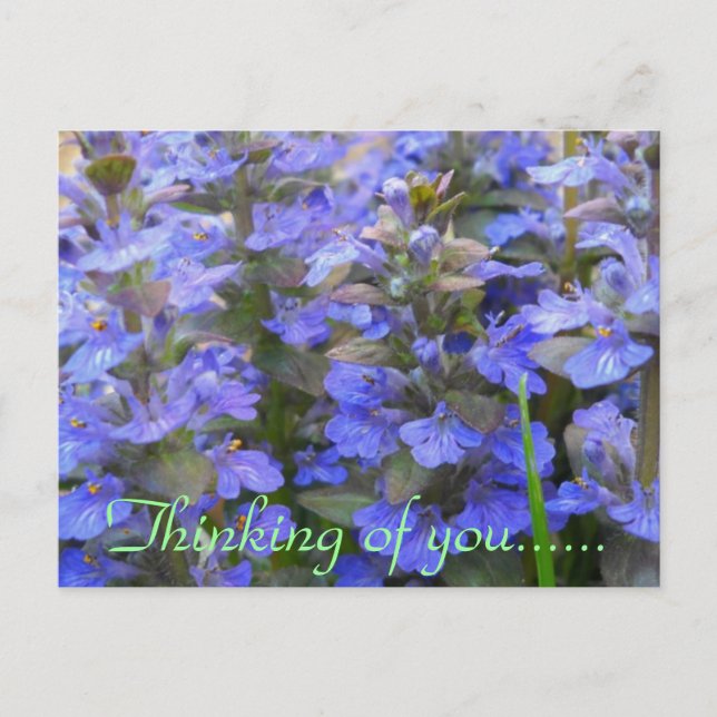 RUHIGE LAGE POSTKARTE (Vorderseite)