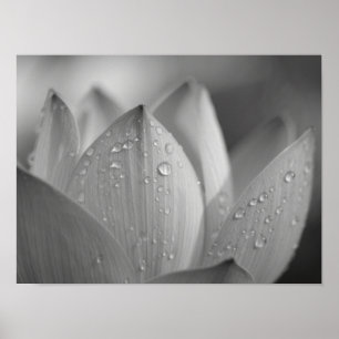 Ruhige monochrome Lotusblüten-Makroaufnahme Poster