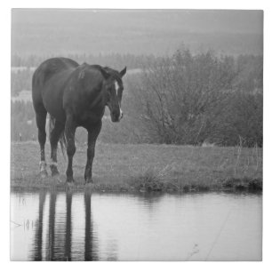 Ruhige Reflectionz ~ PferdeFoto-Fliese Fliese