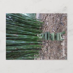 Ruhige Reflektion Postkarte