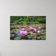 Ruhige Reflektionen: rosa Wasserlilien