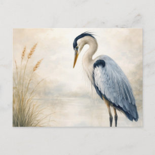 Ruhiger Sumpf Reiher Blau Reiher Postkarte