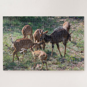 Ruhiges Antilopen – Afrikanische Natur Puzzle