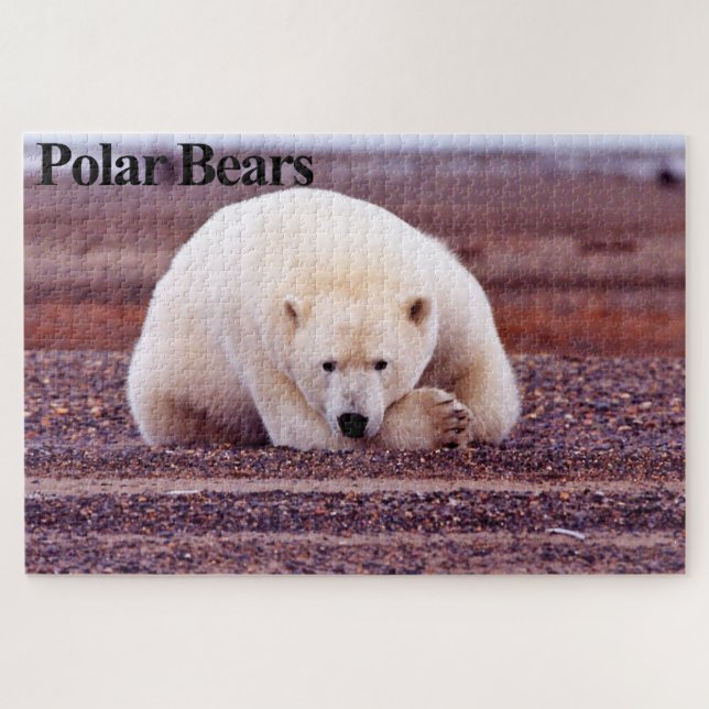 Ruhiges Polar-Bär-Puzzle Puzzle (Horizontal)