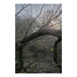 Ruhiges Waldlicht – Minimale Naturfotografie Poster