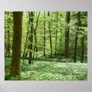 ruhiges Waldposter Poster