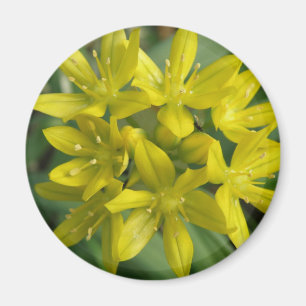 Ruhm des Schneemagnet Magnet