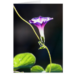 "Ruhm-" Winden-Fotografie