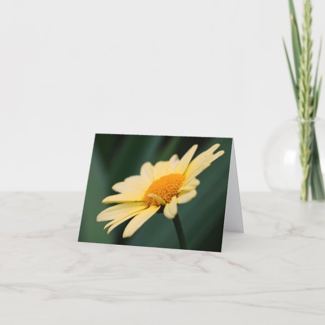 Ruhmreiche Daisy-Blumenfotografie  (Vorderseite)