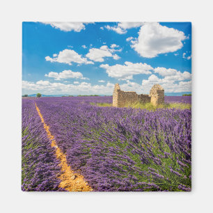 Ruin in in Lavender Field, Frankreich Magnet