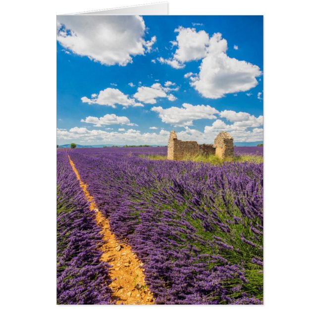 Ruin in Lavender Field, Frankreich (Vorne)