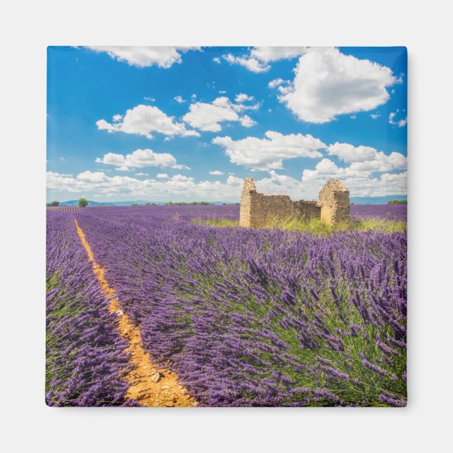 Ruin in Lavender Field, Frankreich Magnet (Vorne)