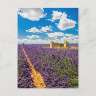 Ruine auf einem Lavendelfeld, Frankreich Postkarte