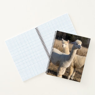 Ruled Spiral Notebook - Abby & Bailey Alpaca Notizbuch