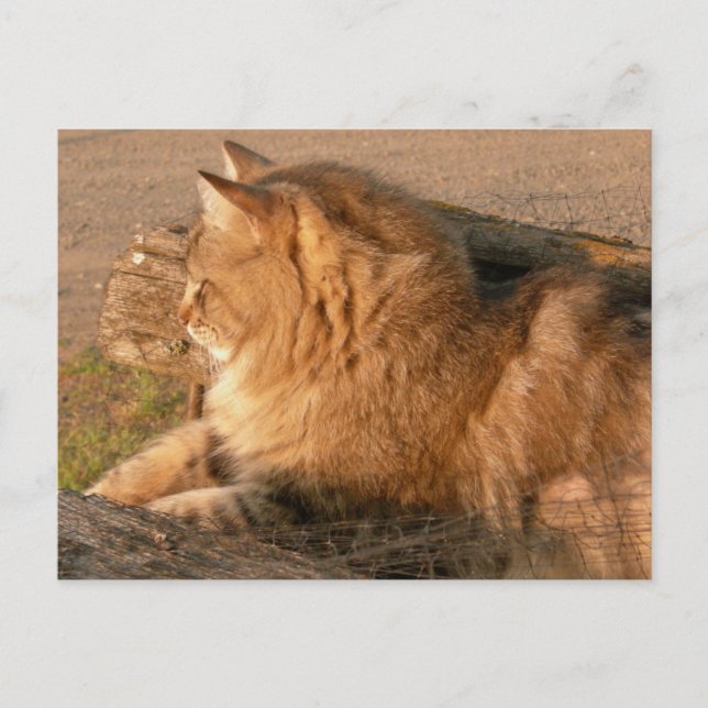 Rum Tum Tiggle Postkarte (Vorderseite)