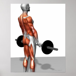 Rumäne Deadlift Poster