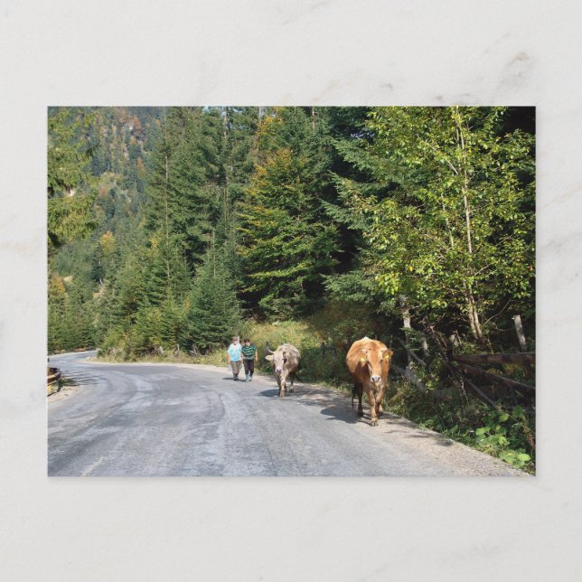 Rumänien, Moldau, zu Fuß durch die Kühe Postkarte (Vorderseite)