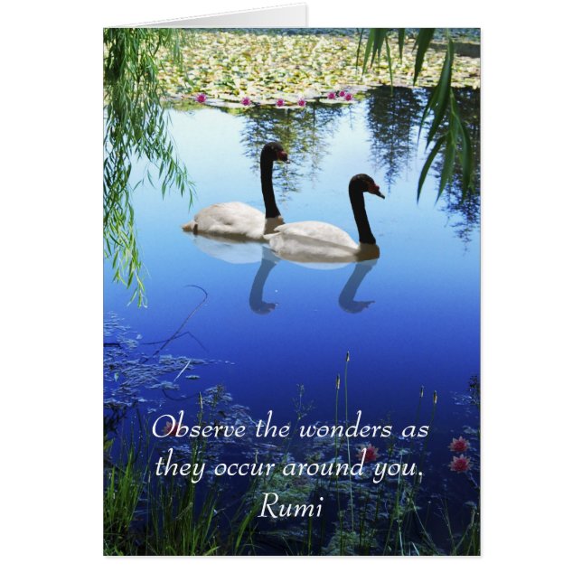 Rumi The Wunders (Vorne)