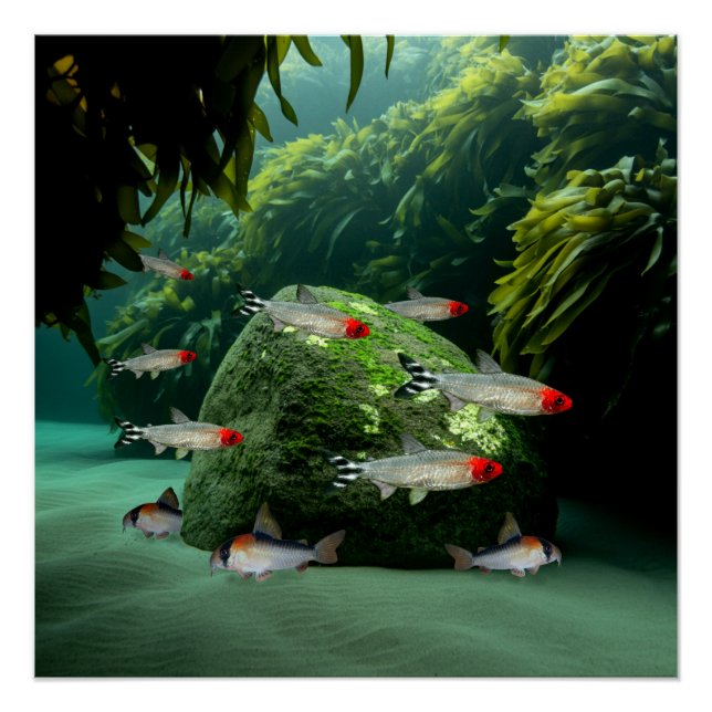 Rummynose Tetras Corydoras Aquarium Fisch Poster (Vorderseite)