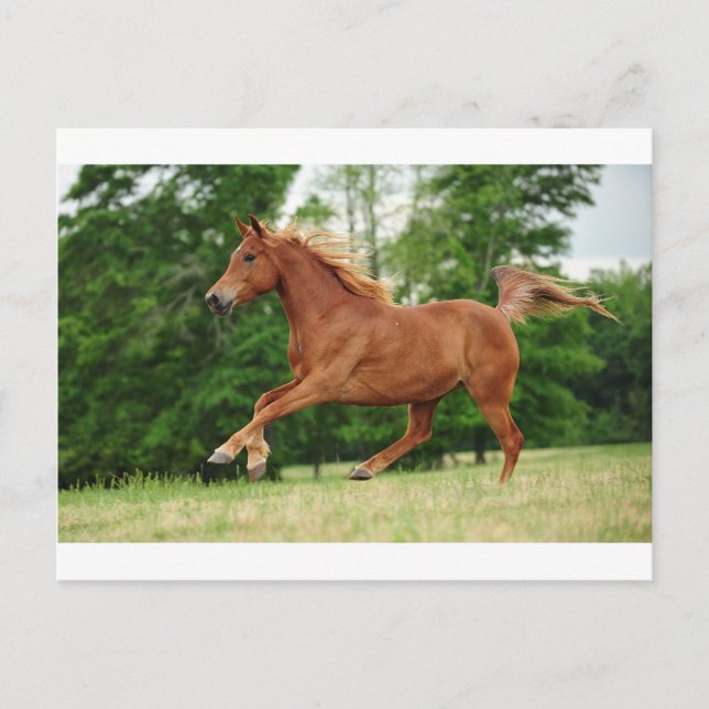 Run Baby Run Postkarte (Vorderseite)