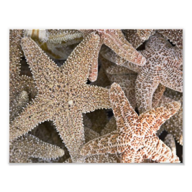 Rund um die Starfish Fotodruck (Vorne)