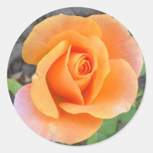 Rundaufkleber mit orangefarbener Rose Runder Aufkleber