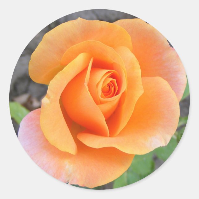 Rundaufkleber mit orangefarbener Rose Runder Aufkleber (Vorderseite)