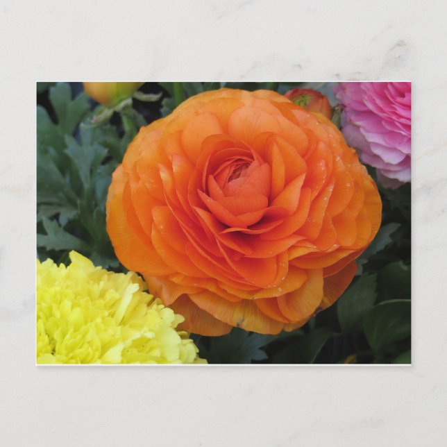 Runde Orange-Blume Postkarte (Vorderseite)