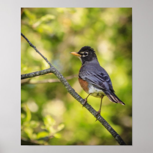 Runde Robin auf einer Zweigniederlassung Poster (Vorne)