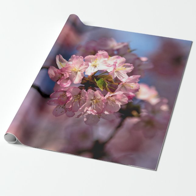 Runder Cluster von Sakura-Blume Geschenkpapier (Ungerollt)