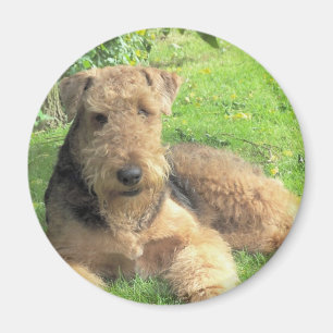 Runder Magnet Airedales Terrier