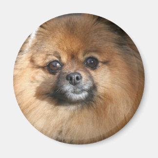 Runder Spitz-Miniaturmagnet Magnet
