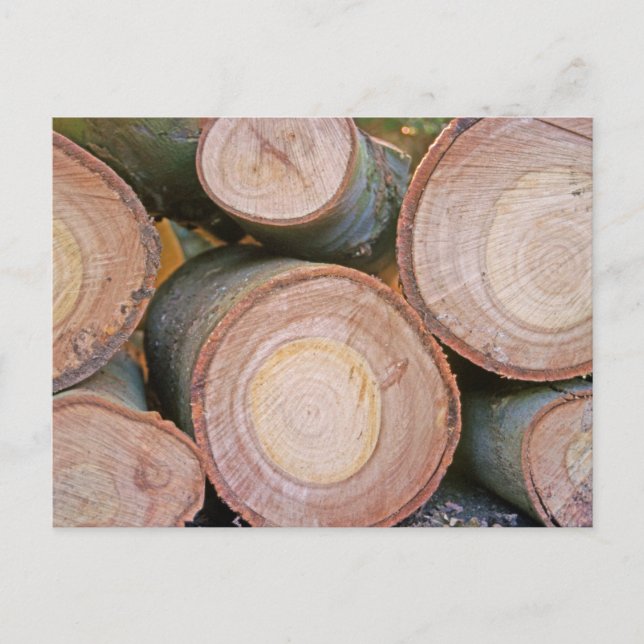 Rundholz Postkarte (Vorderseite)