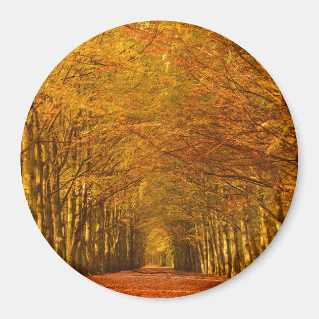 Rundweg durch den Wald im Herbst Magnet (Vorne)