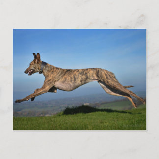 Running Brindled Lurcher Greyhound Cross Postkarte