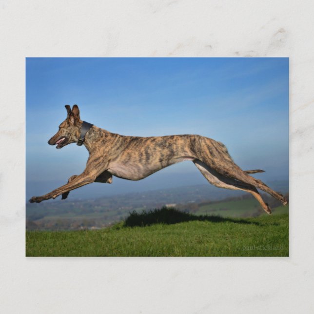 Running Brindled Lurcher Greyhound Cross Postkarte (Vorderseite)