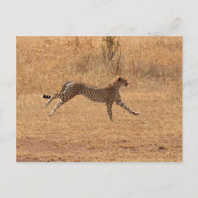 Running Cheetah Postkarte (Vorderseite)