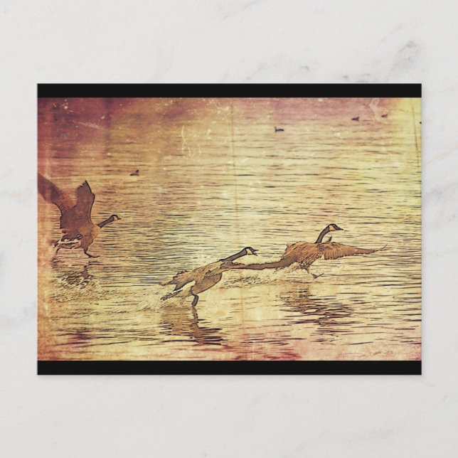 Running Ducks Postkarte (Vorderseite)