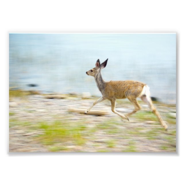 Running Fawn Foto (Vorne)